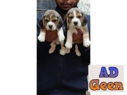 Show Class Beagle Pups For Sale Delhi